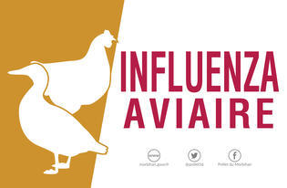 Influenza aviaire