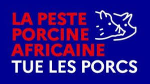 peste porcine